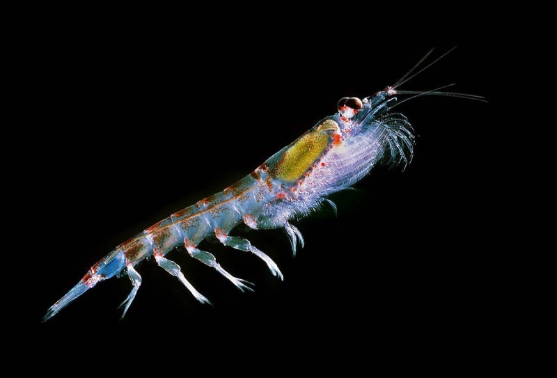 Krill (c) Uwe Kils/Wikimedia