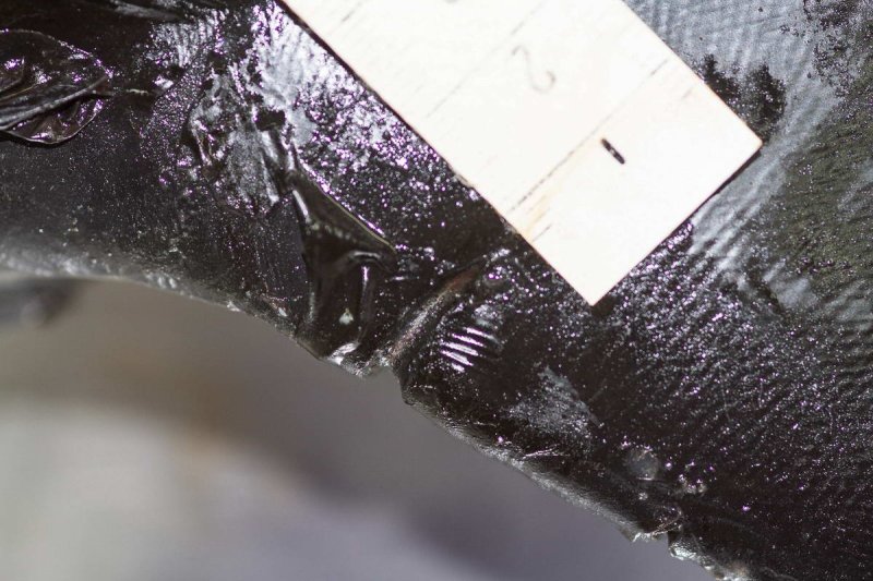 Net marks on the flippers of a porpoise, (c) Dr. med. Michale Dähne / German Maritime Museum