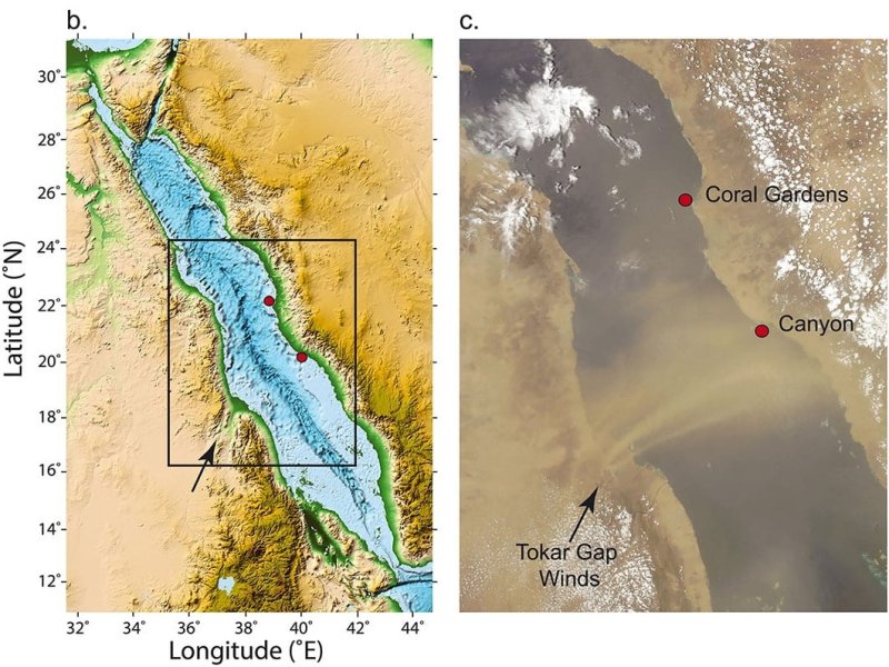 Geographical setting of the studied area in the Red Sea (a and b) and NASA MODIS satellite image of July 26, 2012, showing dust from winds associated with the South Asian monsoon in relation to the two study areas the Sahara was blown through the Tokar gap, artwork: © Bryan, et al.