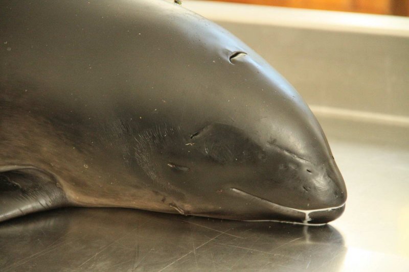 By-catch of a harbour porpoise calf, (c) Dr. med. Michael Dähne / German Maritime Museum