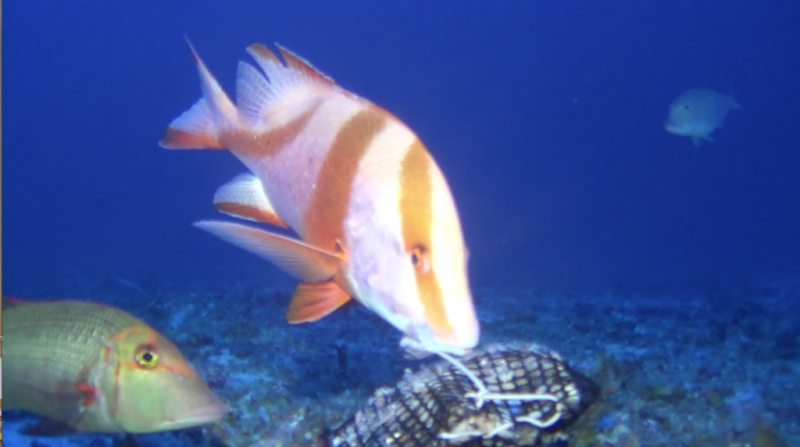 A snapper (Lutjanus sebae) at a bait box in the deeper Great Barrier Reef, (c) Tiffany Sih