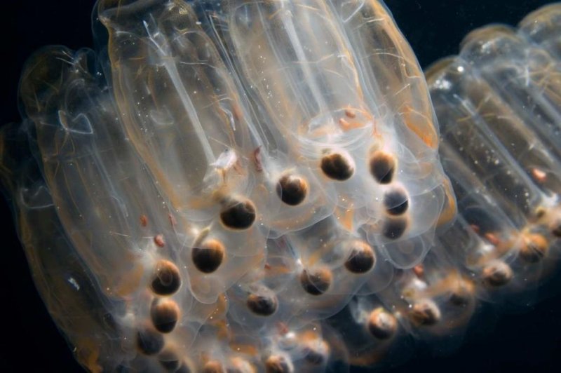 Salps are found most commonly in warm or equatorial seas, where they float randomly, either alone or in long, stringy colonies. There are about 70 species of salps worldwide. (c) Greenpeace / Gavin Newman