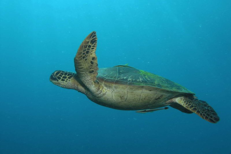 Sea turtles used to be a rare sight in the waters of Apo Island. Since it was declared a marine reserve, it is now common to see Hawksbill and Green Sea Turtles such as this one with remoras hitching a ride. (c) Greenpeace / Danny Ocampo