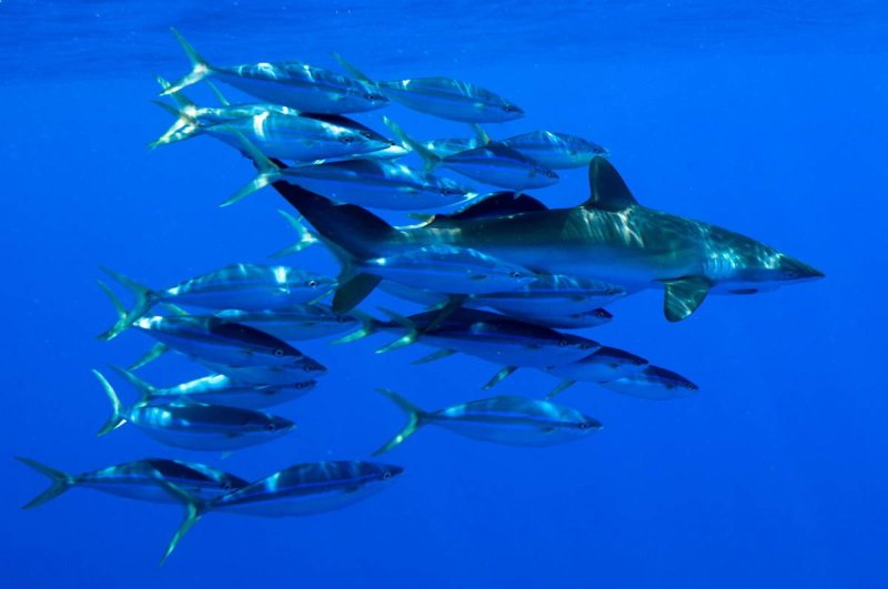 A silky shark and other marine life school around a Fish Aggregating Device (FAD), central Pacific Ocean. (c) Paul Hilton / Greenpeace