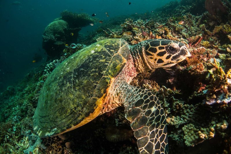 A green sea turtle swims among corals in Raja Ampat sea, West Papua. (c) Awaludinnoer / Greenpeace |||