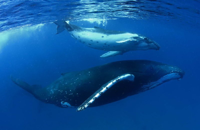 Humpback whales, enjoy the warm waters of the Pacific ocean, Tonga. (c) Paul Hilton / Greenpeace