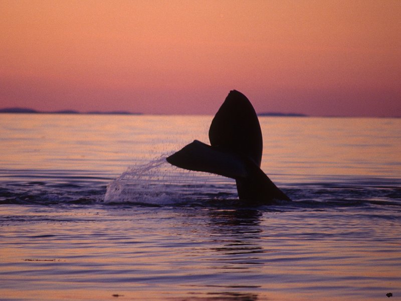 A North Atlantic right whale looking for food near Grand Manan Island in the Bay of Fundy, Canada. Photo: © Michael Moore, Woods Hole Oceanographic Institution