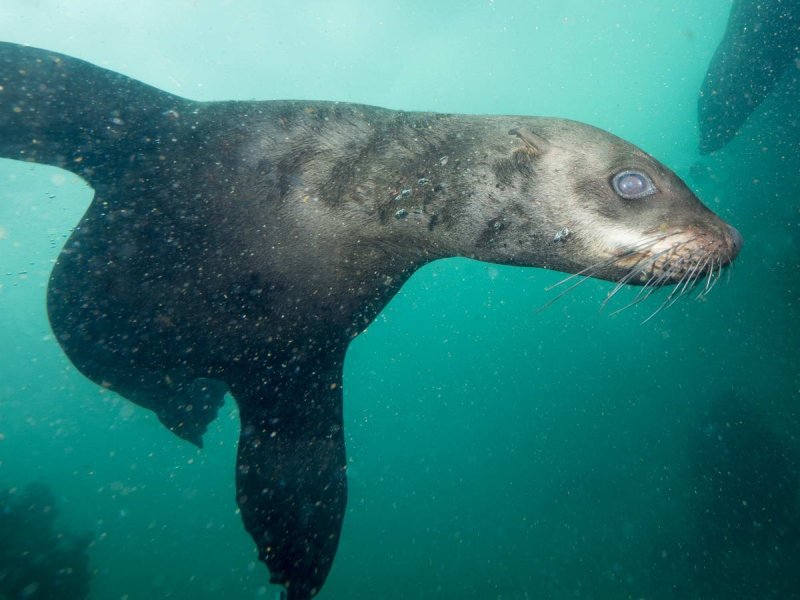 Researchers found plastics in dolphins, seals and whales (c) Jan Finsterbusch