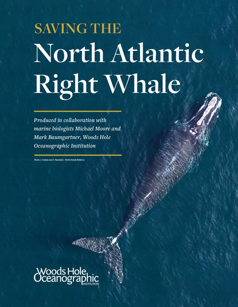 The new report "Saving the North Atlantic right whale"