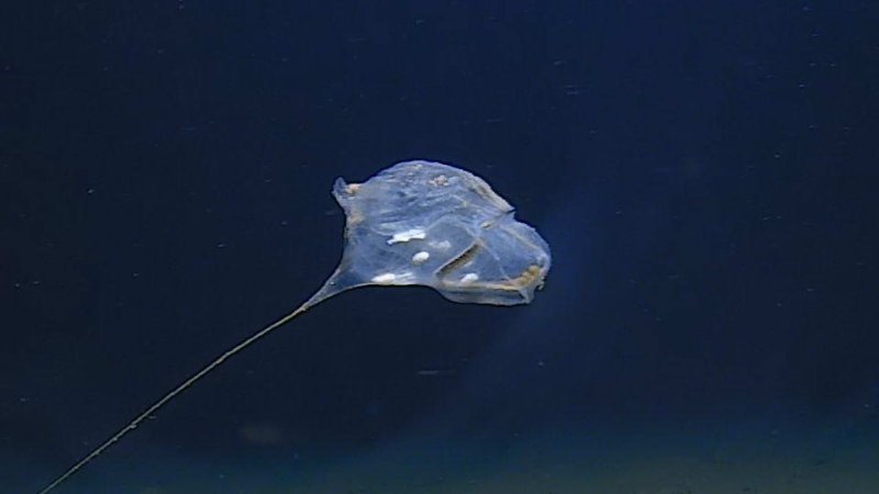 Newly discovered species in the Java trench - probably a sea squirt species