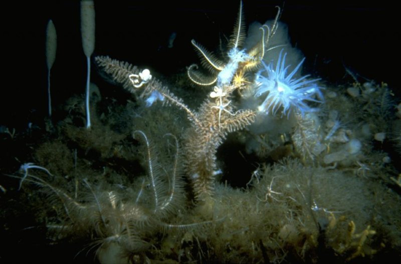 Nice example of the multilevel living community on the seabed, (c) Julian Gutt