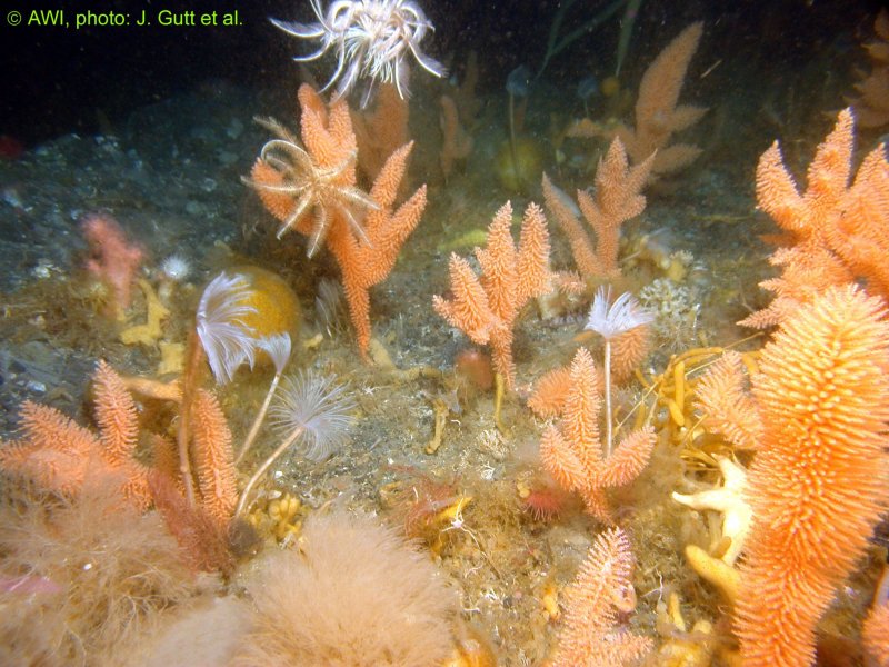 In particular, on the shallower shelf of the Antarctic communities can be dominated by cnidarians, such as the orange horn coral depicted here. Hairstars settle on them and can swim, (c) Julian Gutt