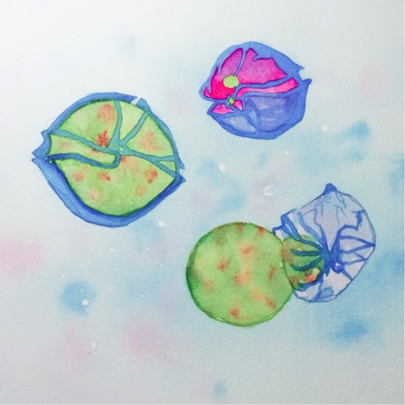 Watercolor image of a healthy dinoflagellate Alexandrium (top right), one of Amoebophrya infested (left) and the worm-shaped parasite that breaks through the cell wall of the host (bottom right), (c) Yameng Lu