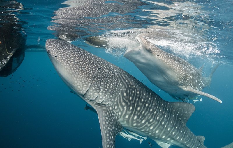 Whale shark, Cenderawasih bay, West Papua, Indonesia.