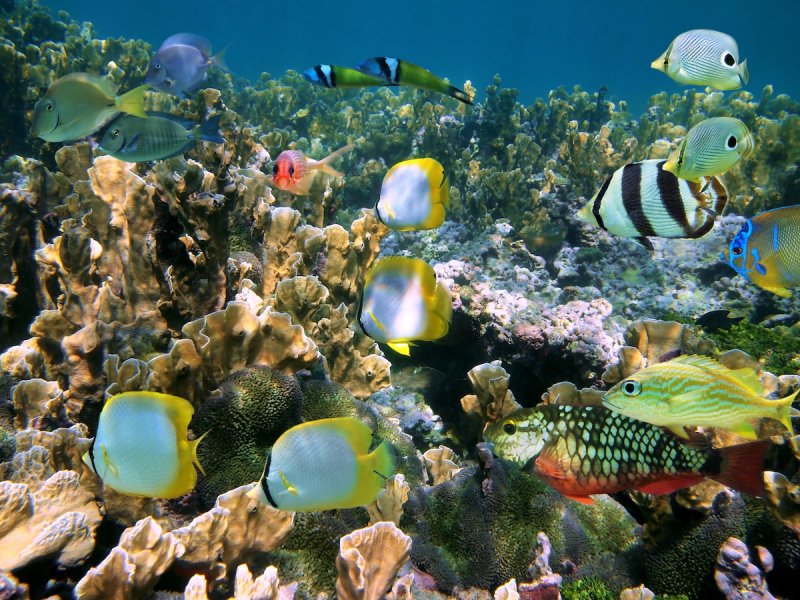 Shoal of colorful tropical fish in a coral reef, Caribbean sea