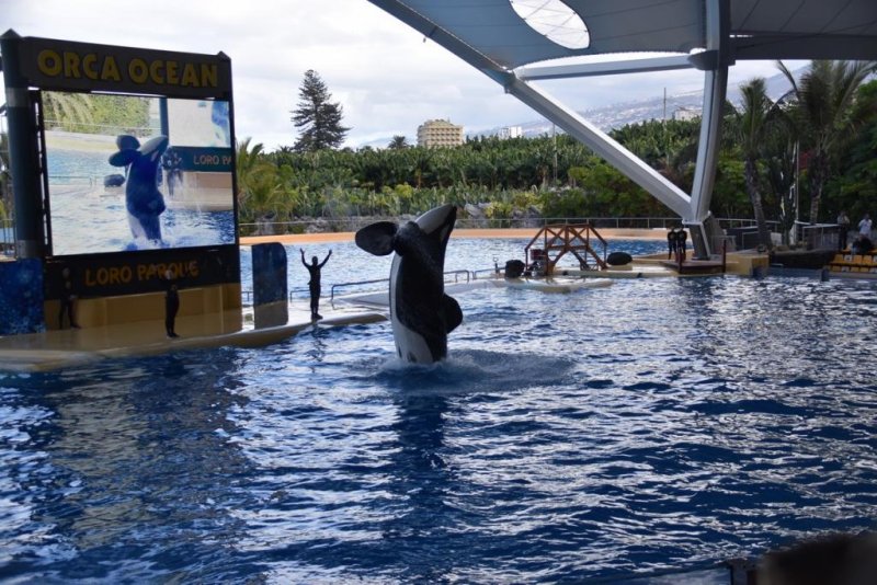 Canary Islands Dolphinarium (c) Kerstin Steenken/WDC
