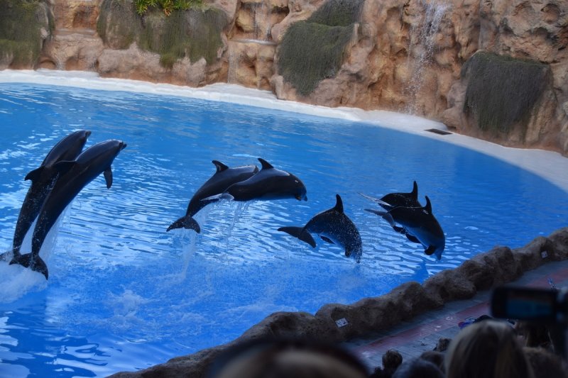 Canary Islands Dolphinarium (c) Kerstin Steenken/WDC