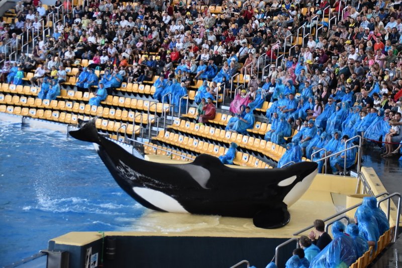 Canary Islands Dolphinarium (c) Kerstin Steenken/WDC