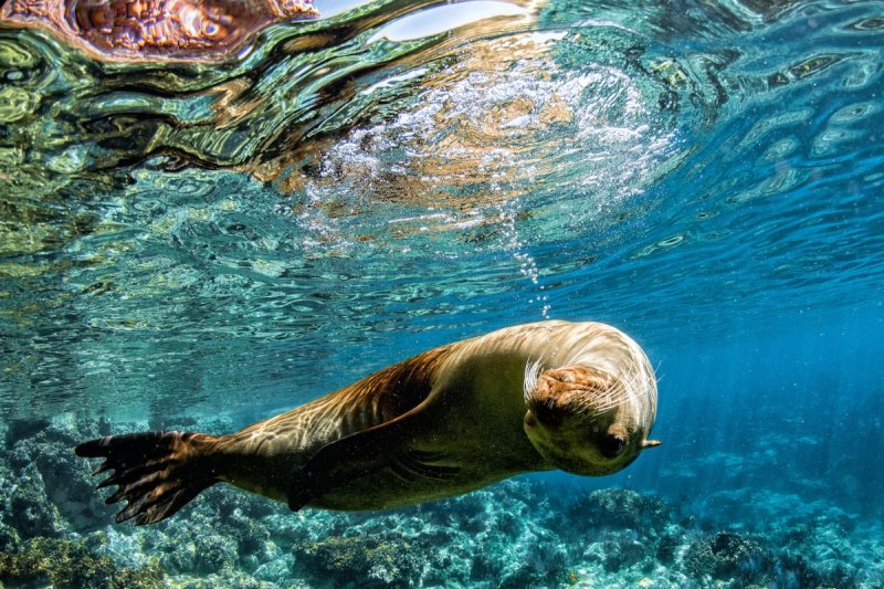 Sea lion seal coming to you underwater in baja california