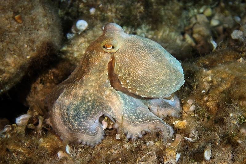 Squid - (c) Horace Pinker (taucher.net)