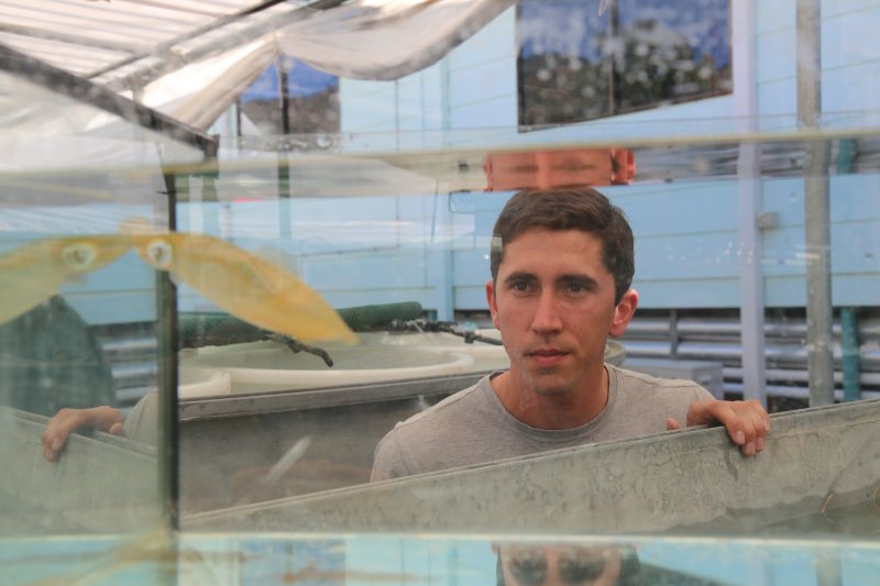 Cuttlefish show resistance to ocean acidification, (c) Blake Spady