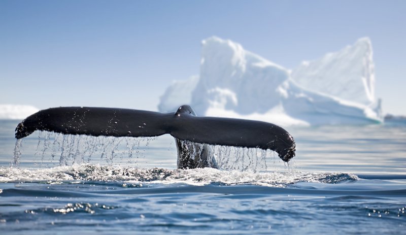 Antarctica hosts around 15 species of whale plus numerous seals, penguins and more
