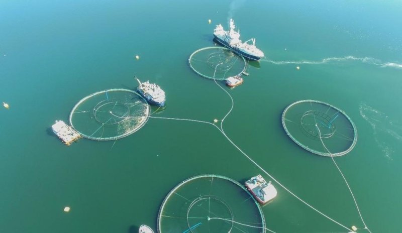 The salmon farm Ballangen sjøfarm was hit hard by the algae bloom (c) Ballangen sjøfarm (with permission)