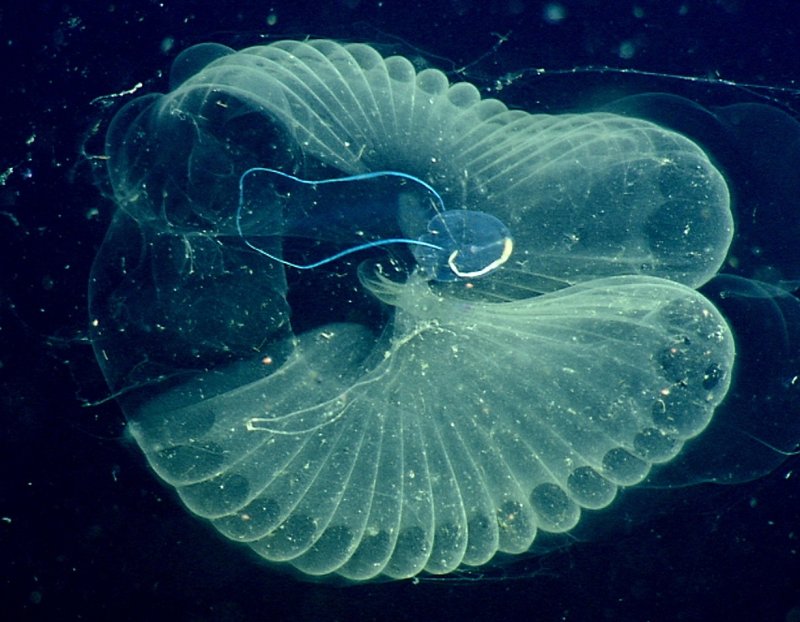 The researchers discovered microplastic particles inside the bodies of deep-sea larvaceans (c) MBARI
