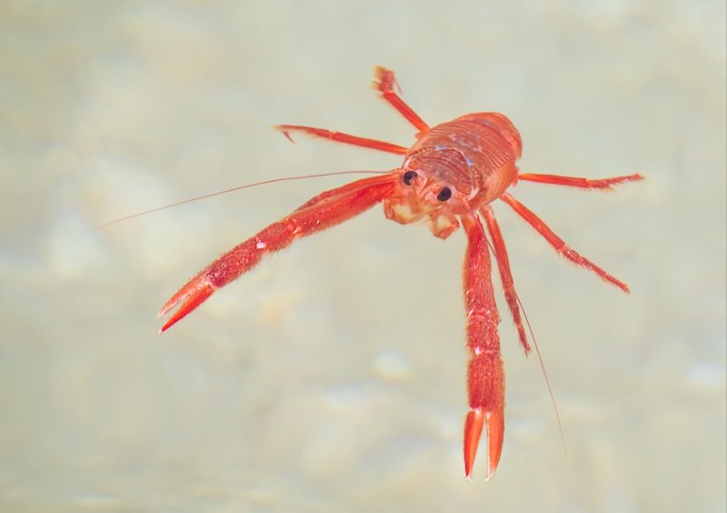The researchers discovered microplastic particles inside the bodies of pelagic red crabs (c) Monterey Bay Aquarium