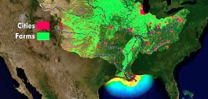 The Mississippi river system is used to introduce enormous amounts of nutrient into the Gulf of Mexico, where it causes algal blooms and, as a consequence, extensive dead zones. Graphics: (c) NOAA