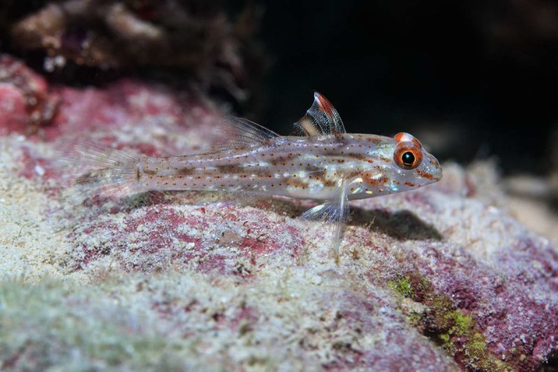 (c) Tane Sinclair-Taylor