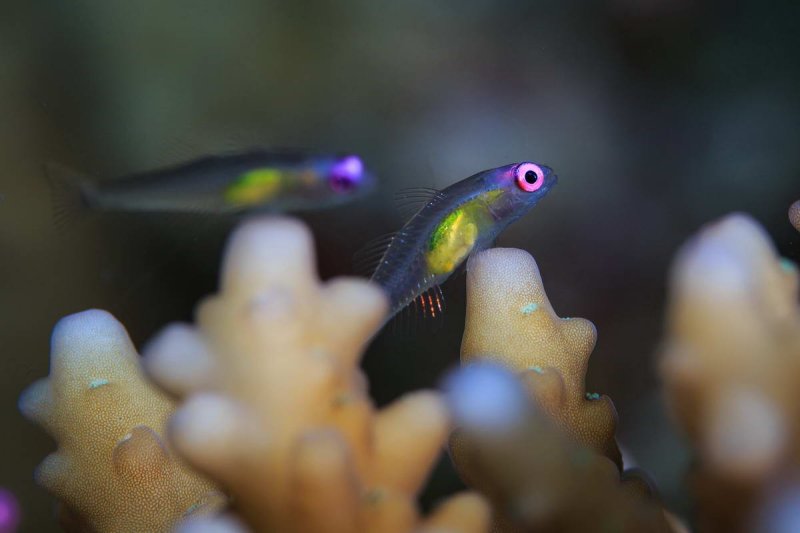 (c) Tane Sinclair-Taylor