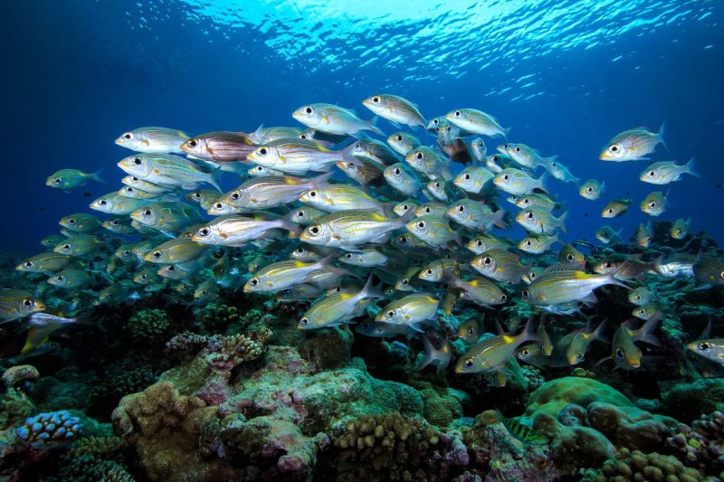 (c) Tane Sinclair-Taylor