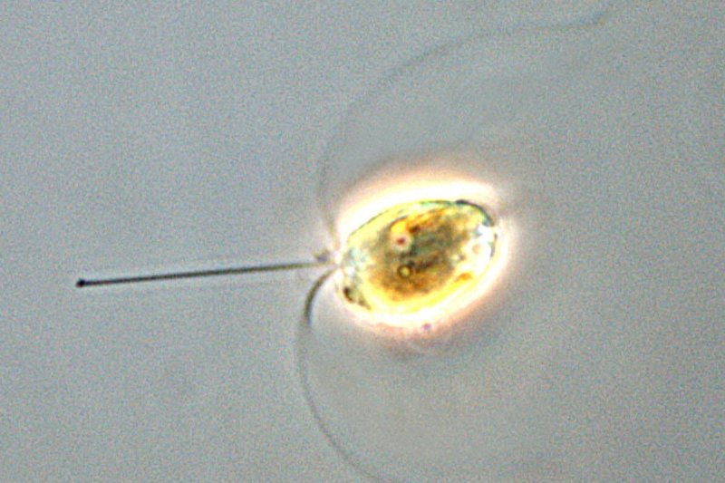 Algae of the genus Chrysochromulina have been associated with the death of salmon in northern Norway. Several species of this genus have caused fish mortality in Norwegian waters (c) The Institute of Marine Research