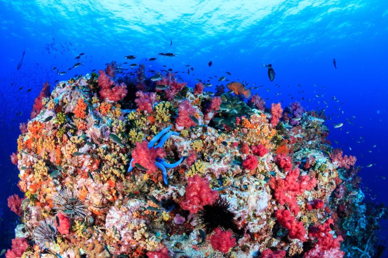 A colorful, healthy, tropical coral reef at dawn.