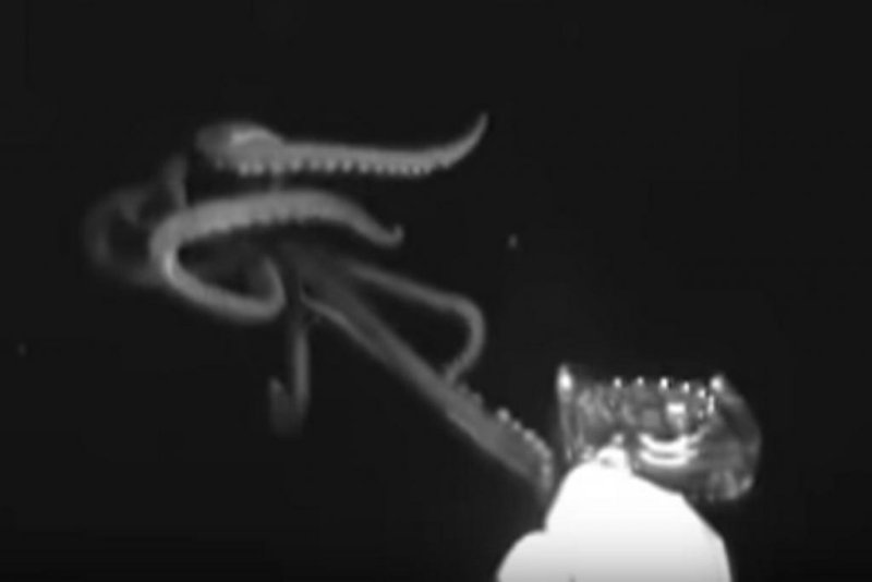 Screenshot Video: Giant squid in the Gulf of Mexico