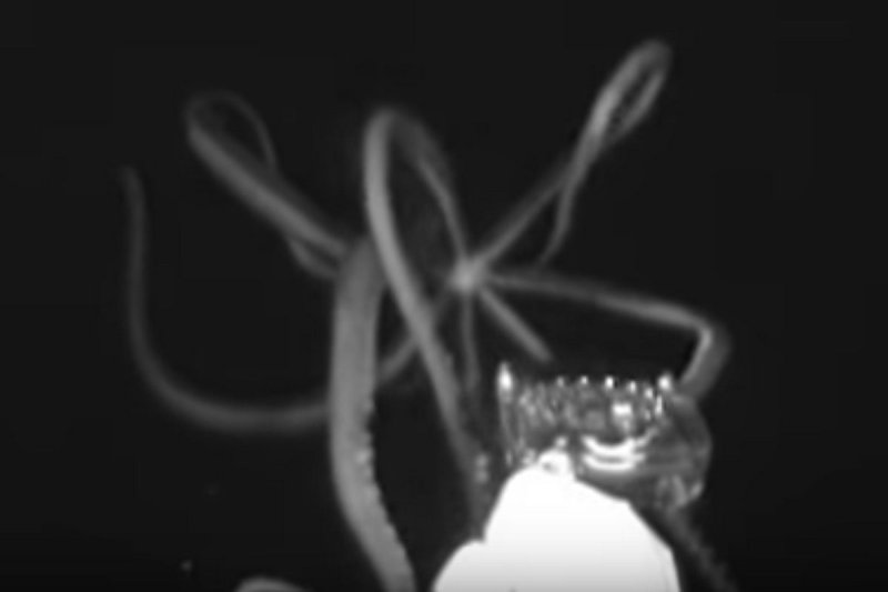 Screenshot Video: Giant squid in the Gulf of Mexico