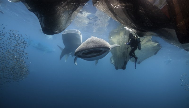 Whale shark feeding below a floating fishing platform, Cenderawasih Bay, West Papua, an Indonesian dive destination.