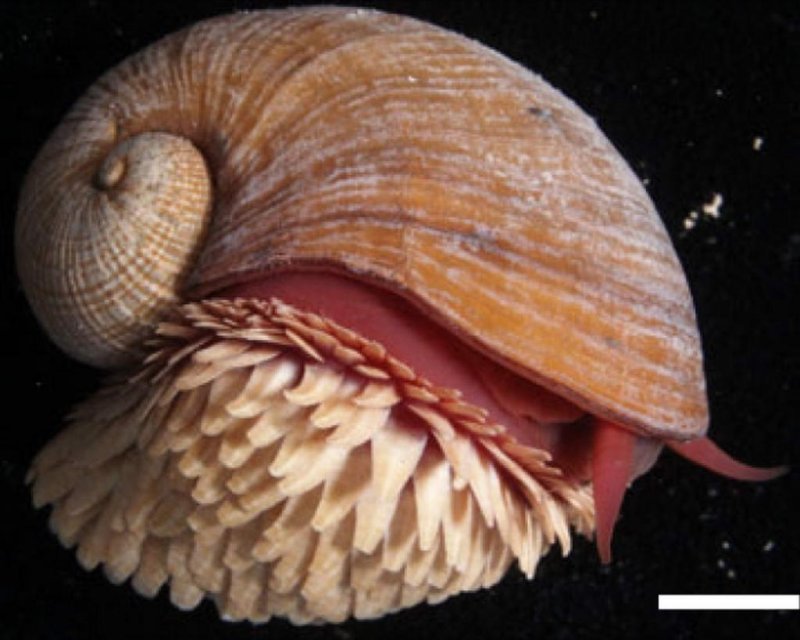 Scaly-Foot Snail (Chrysomallon squamiferum) (c) Kentaro Nakamura