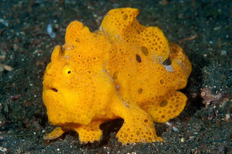 Painted Frogfish