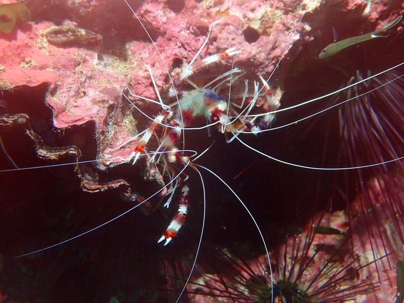 Discover tiny underwater creatures