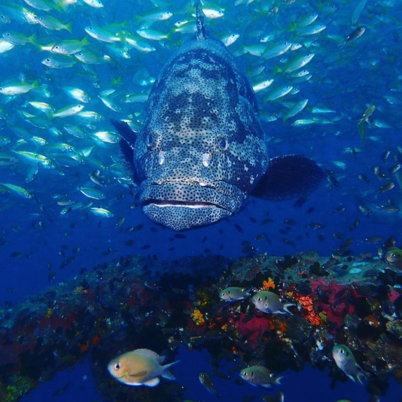 Many different types of fish can be seen during a dive at Sail Rock