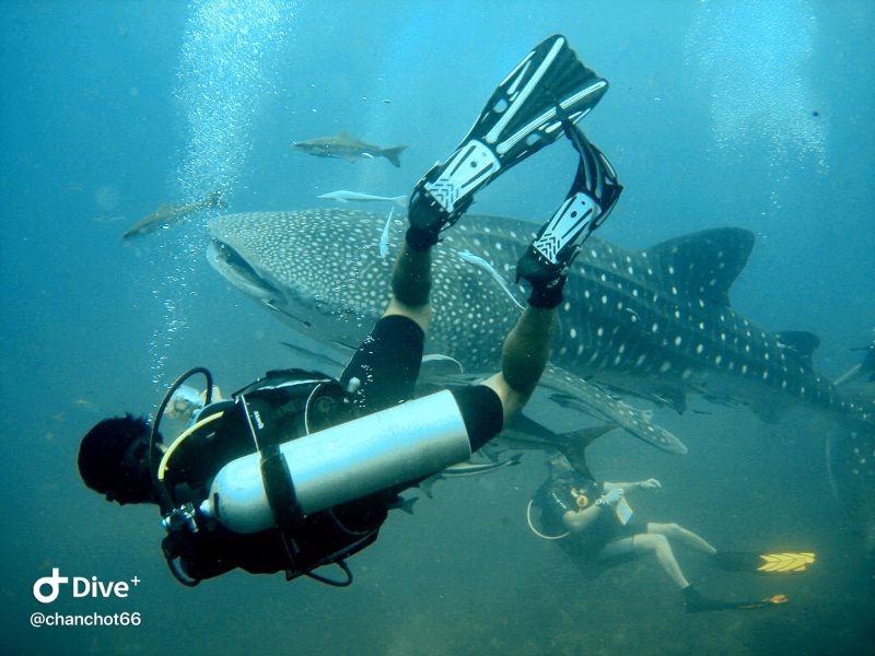 Snorkel, swim and dive with whale sharks