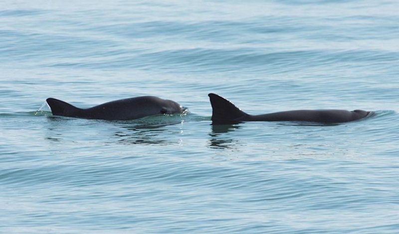Vaquitas in the Gulf of California, (c) SEMARNAT (public domain)