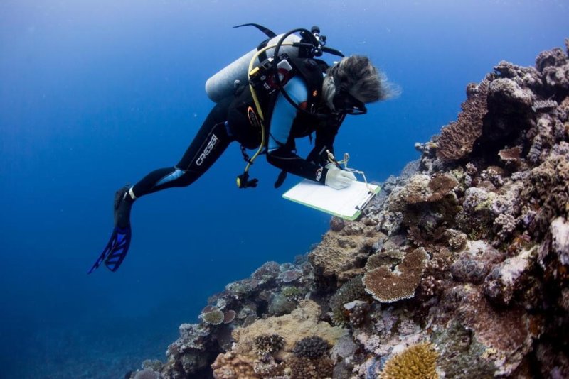 A marine scientist gathers data on coral reefs near Fiji for the largest ever coral study, (c) Emily Darling / WCS
