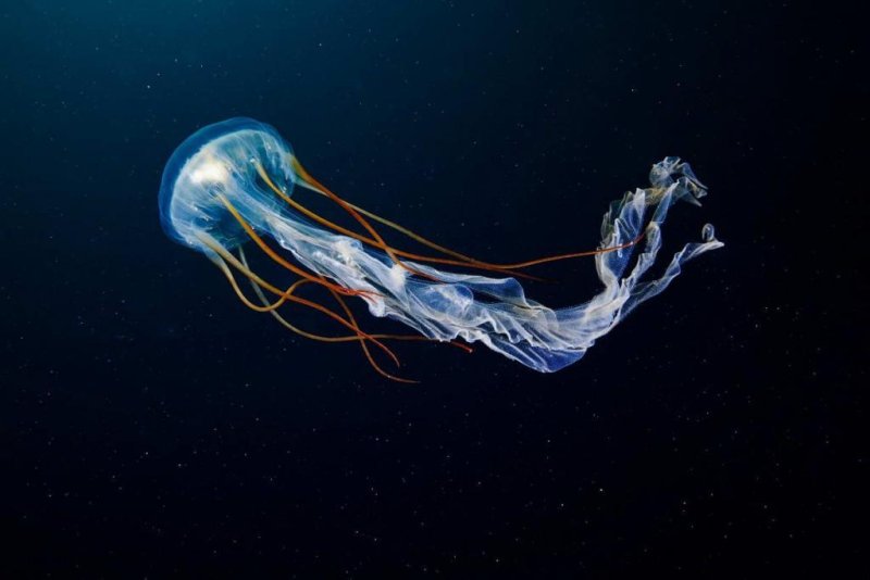 Scyphozoan Jellyfish, a deep sea creature which can be found in the Arctic. (c) Alexander Semenov