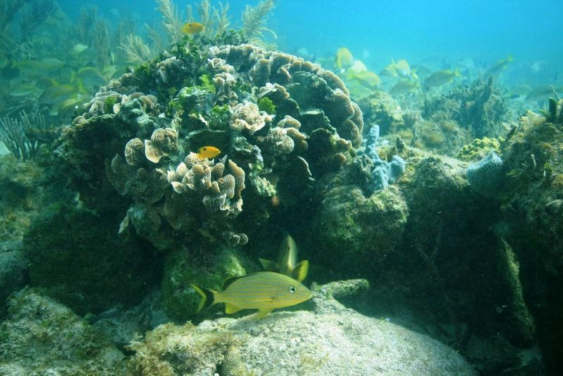 Coral reefs off the coast of Mexico