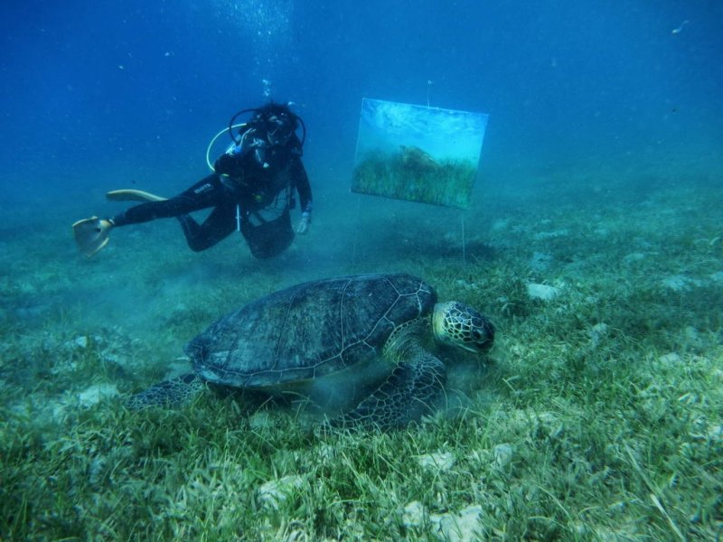 Olgas favourite model - turtle Henrietta