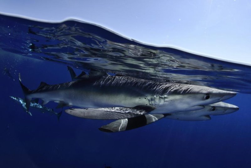 Blue sharks are considered "almost threatened" species, as the pressure on populations around the world is strong, (c) Nuna Sá