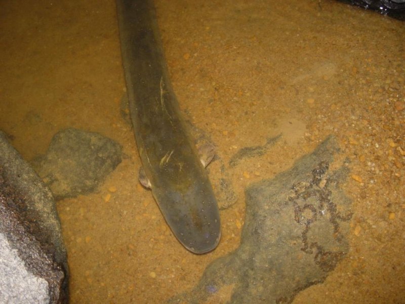 Electrophorus electricus, Wonotobo (c) R. Covain